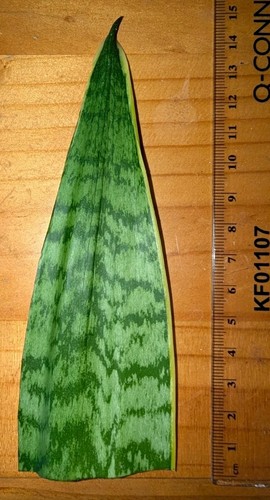 Snake plant sansevieria - plant,