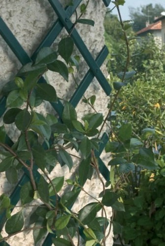 Expanding green plastic - x,