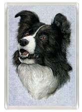BORDER COLLIE BEAUTIFUL DOG
