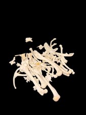 Mystery Bundle Of 5 Animal