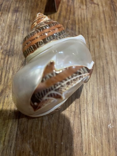 Turbo petholatus carved - turbo,