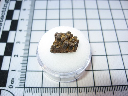 Cretaceous hell creek fossil - cretaceous,