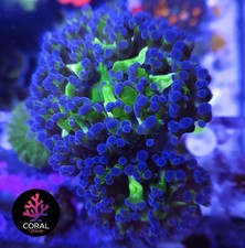 Stunning Frogspawn Coral 2