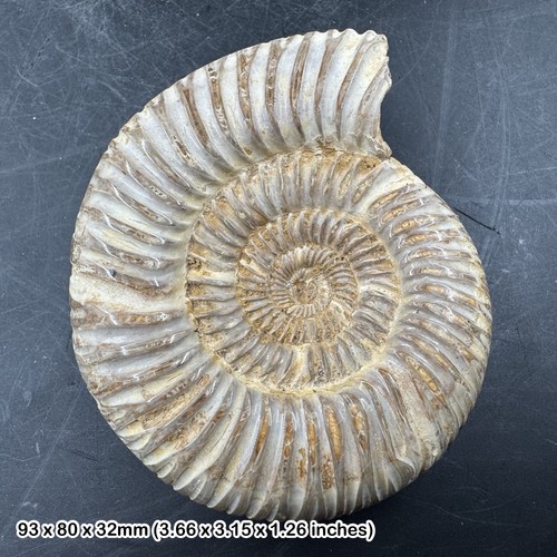 Perisphinctes ammonite fossil - perisphinctes,