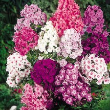 Phlox Paniculata 'Mixed'