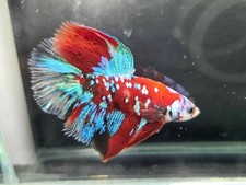 Live Betta Fish Giant Halfmoon