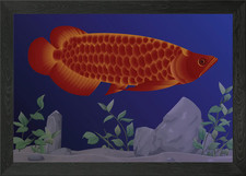 Arowana fish vector Framed