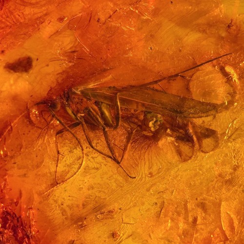 Baltic amber fossil - baltic, fossil: