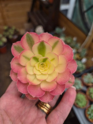 Aeonium neptune variegated - neptune,