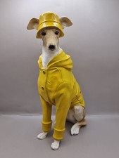 Willow The Whippet/Greyhound