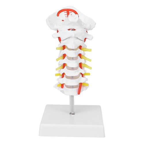 Anatomical model cervical - model,