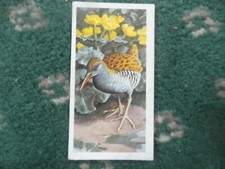  Brooke Bond original 1957 tea-card "Bird Portraits" No.38 of 50 "Water Rail".