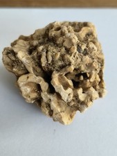 Fossil Sponge, Faringdon, Oxfordshire.