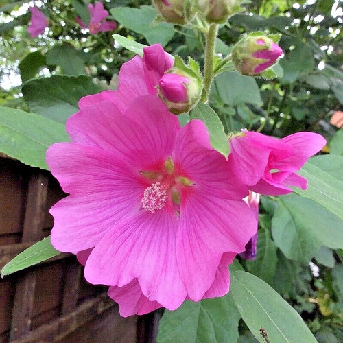 Lavatera clementii rosea - x,