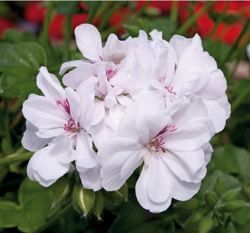 Geranium trailing ivy leaf - 2, x