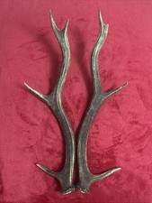 PAIR OF RED DEER ANTLERS 362g