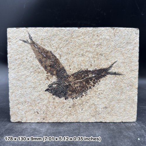 Knightia alta fish fossil - , in