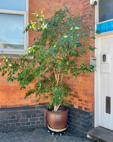 Weeping fig - fig, benjamina)