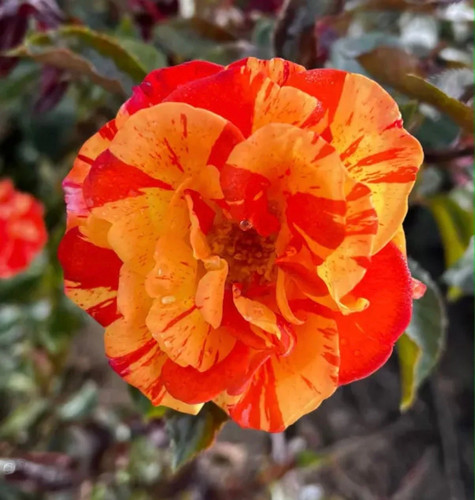 Rosa oranges lemons potted - 'oranges, &