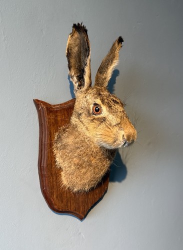 Taxidermy hare mask head - taxidermy,
