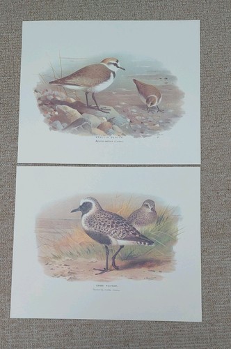 Vintage kentish plover - kentish,