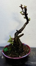 Bonsai Tree Chaenomeles Quince