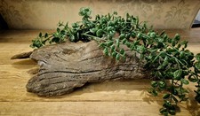 Varnished Natural Unique