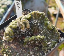 Rare Cacti SucculentLive