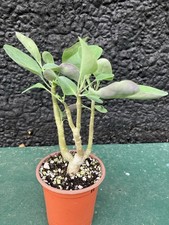 Othonna Triplinervia Caudex