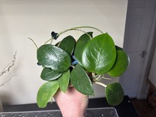 Hoya Sp Sumbawa Heart Shape