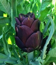 15 Violetta Chioggia Artichoke Seeds 
