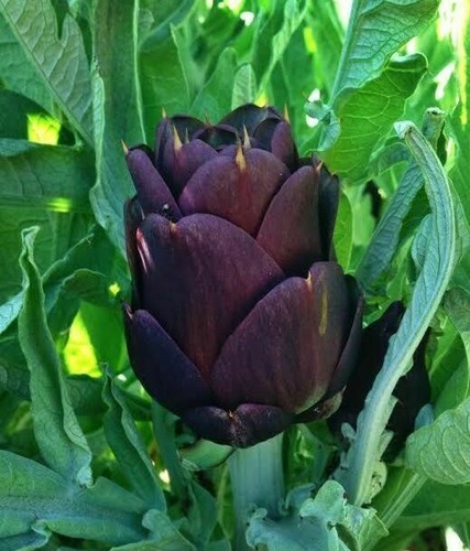 Violetta chioggia artichoke - 15,