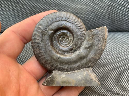 Whitby hildoceras fossil - whitby, sp