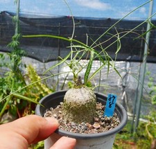 Rare Plant SucculentLive Adenia kirkii WYSIWYG SeedingGrowth Boutique Garden