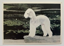 Vintage bedlington terrier dog - terrier,