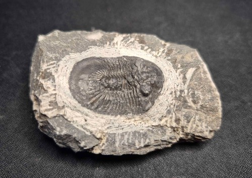 31mm scabriscutellum furcifer - 31mm,