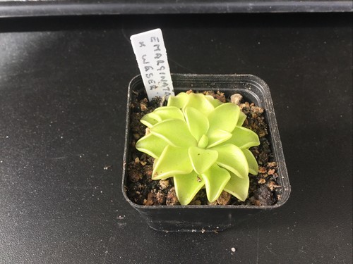Pinguicula emarginata weser - pinguicula, x