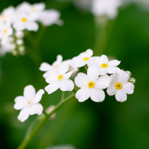 Myosotis white plug - 5,