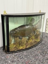 Vintage Taxidermy Tench Fish In Curved Display Case 