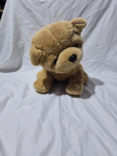 Pms shar pei - shar,