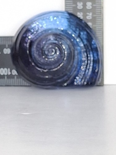 Blue art glass swirl shell - blue,