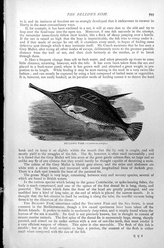 Original old antique print - old,