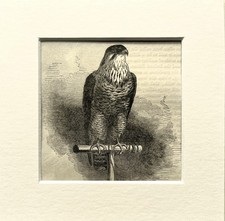 PEREGRINE FALCON Bird Print - c.1880 Mounted Antique B&W Wood Engraving