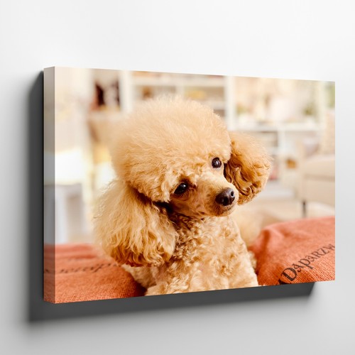 Cute apricot toy poodle puppy