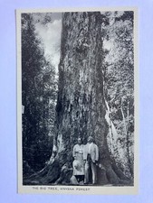 The Big Tree, Knysna Forest
