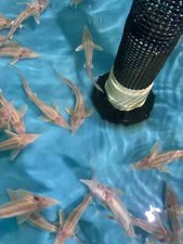 1 Live Albino Sterlet Sturgeon