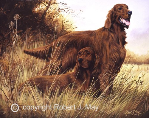 Irish setter print robert - print,