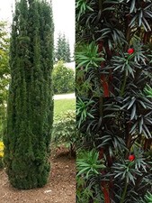 3x Taxus Baccata Fastigiata