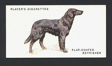 FLAT COATED RETRIEVER PLAYERS