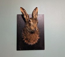 Taxidermy Hare, Skulls, Bones